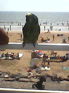 photo of a bird perched on a white-painted railing. a busy beach and sea are visible in the background.