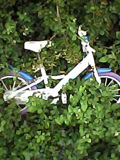 photo of a child's bicycle left abandoned in dense bushes