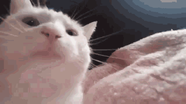 animation of a cat bobbing its head up and down as if it were moving to music